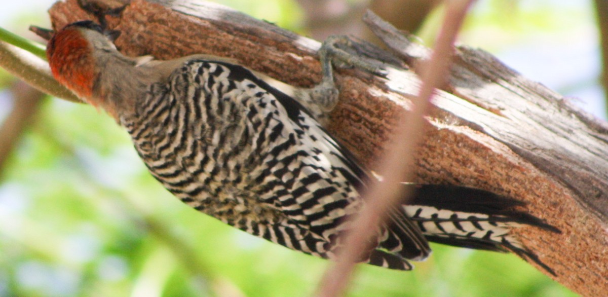 West Indian Woodpecker - ML620600712