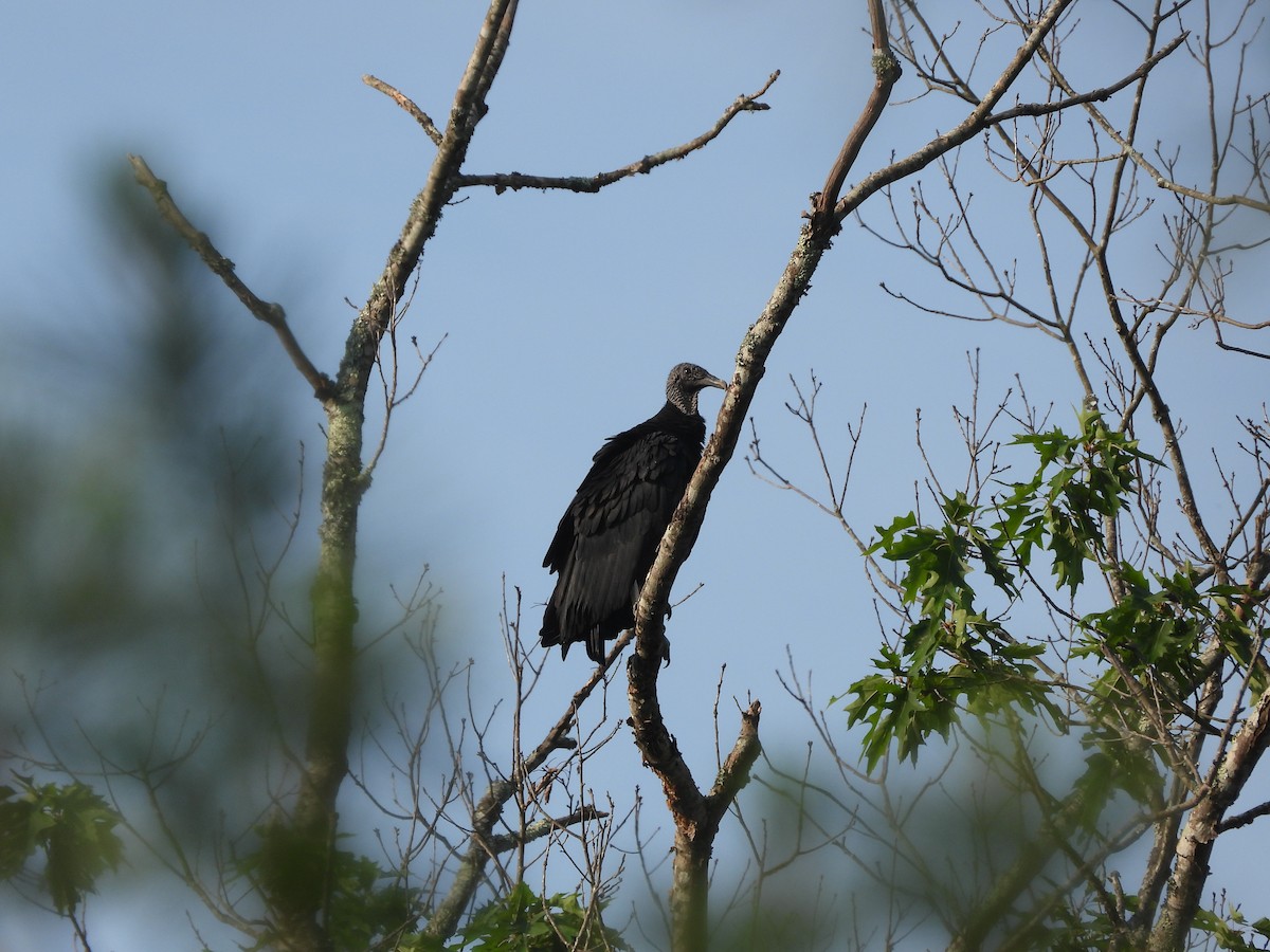 Black Vulture - ML620600715