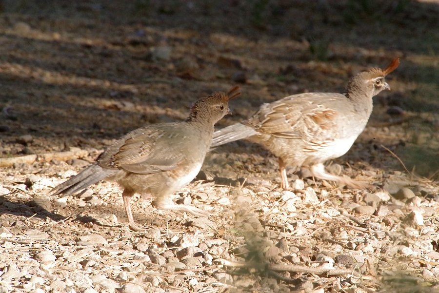 Gambel's Quail - ML620600717