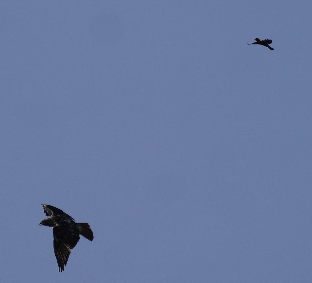 Red-tailed Hawk - ML620600719