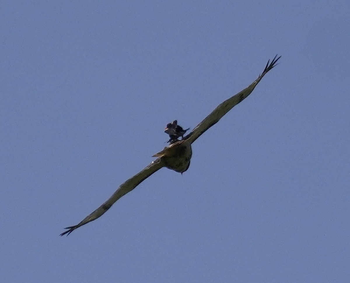 Red-tailed Hawk - ML620600720