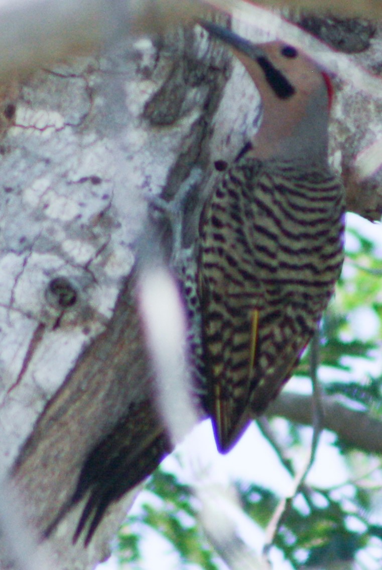 Northern Flicker - ML620600725