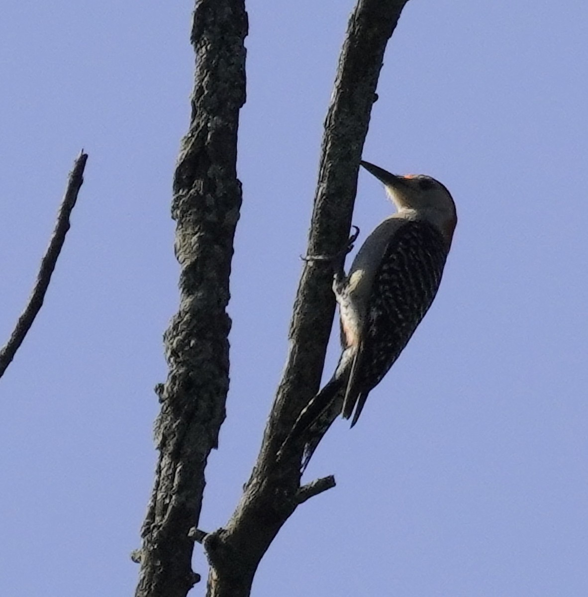 Red-bellied Woodpecker - ML620600728