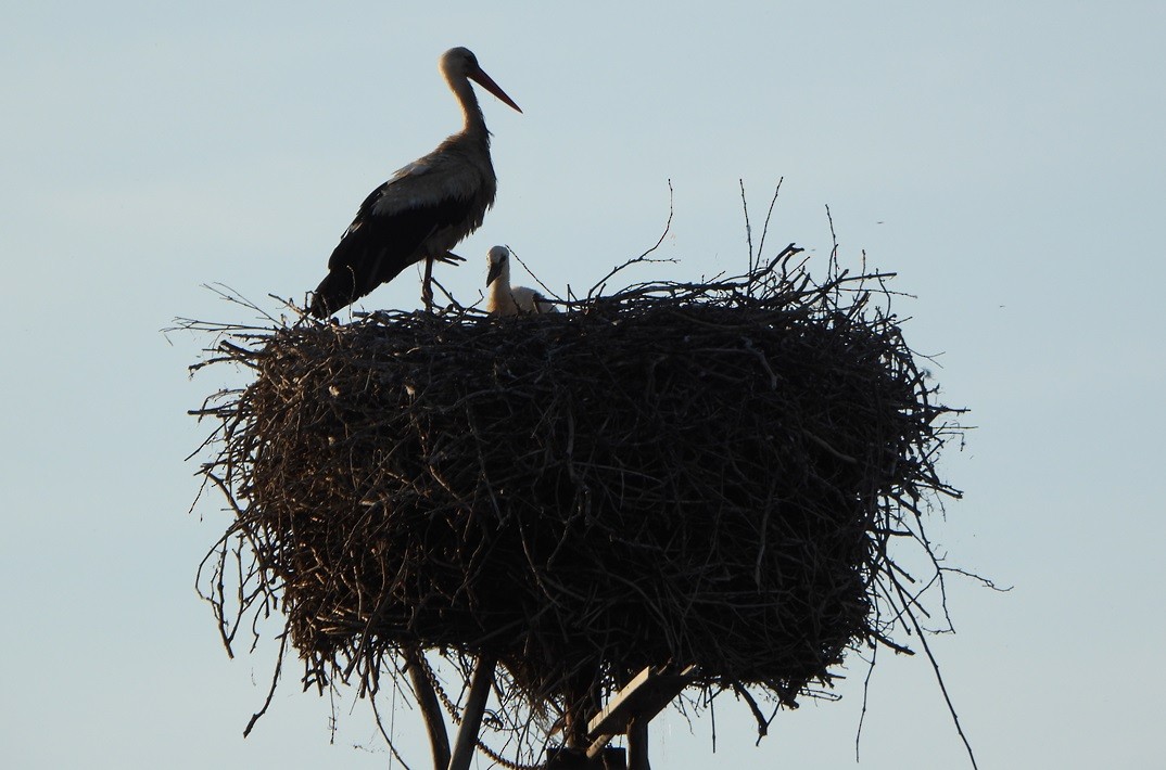 White Stork - ML620600731