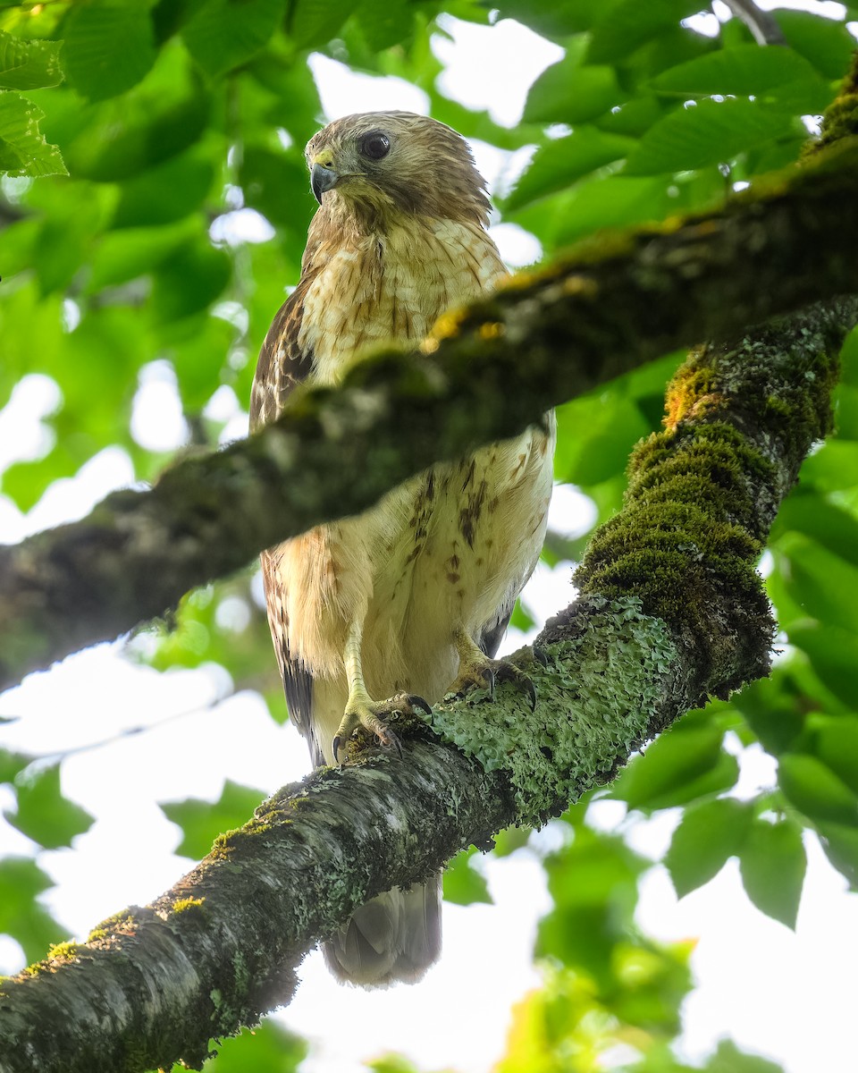 Red-shouldered Hawk - ML620600733