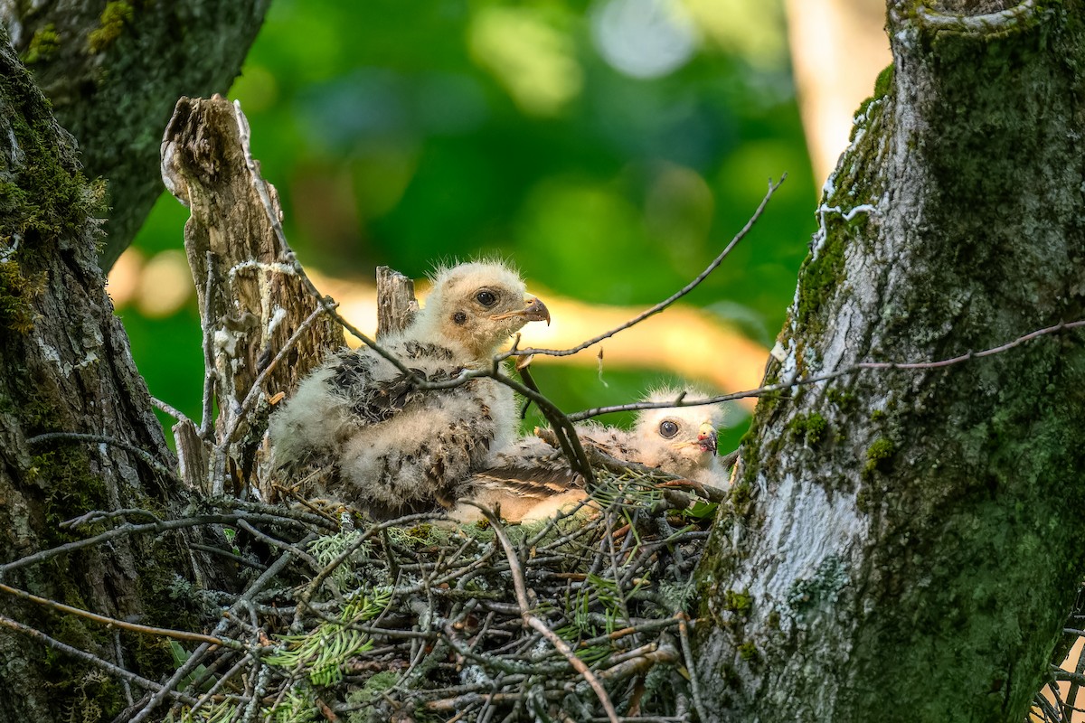 Red-shouldered Hawk - ML620600734