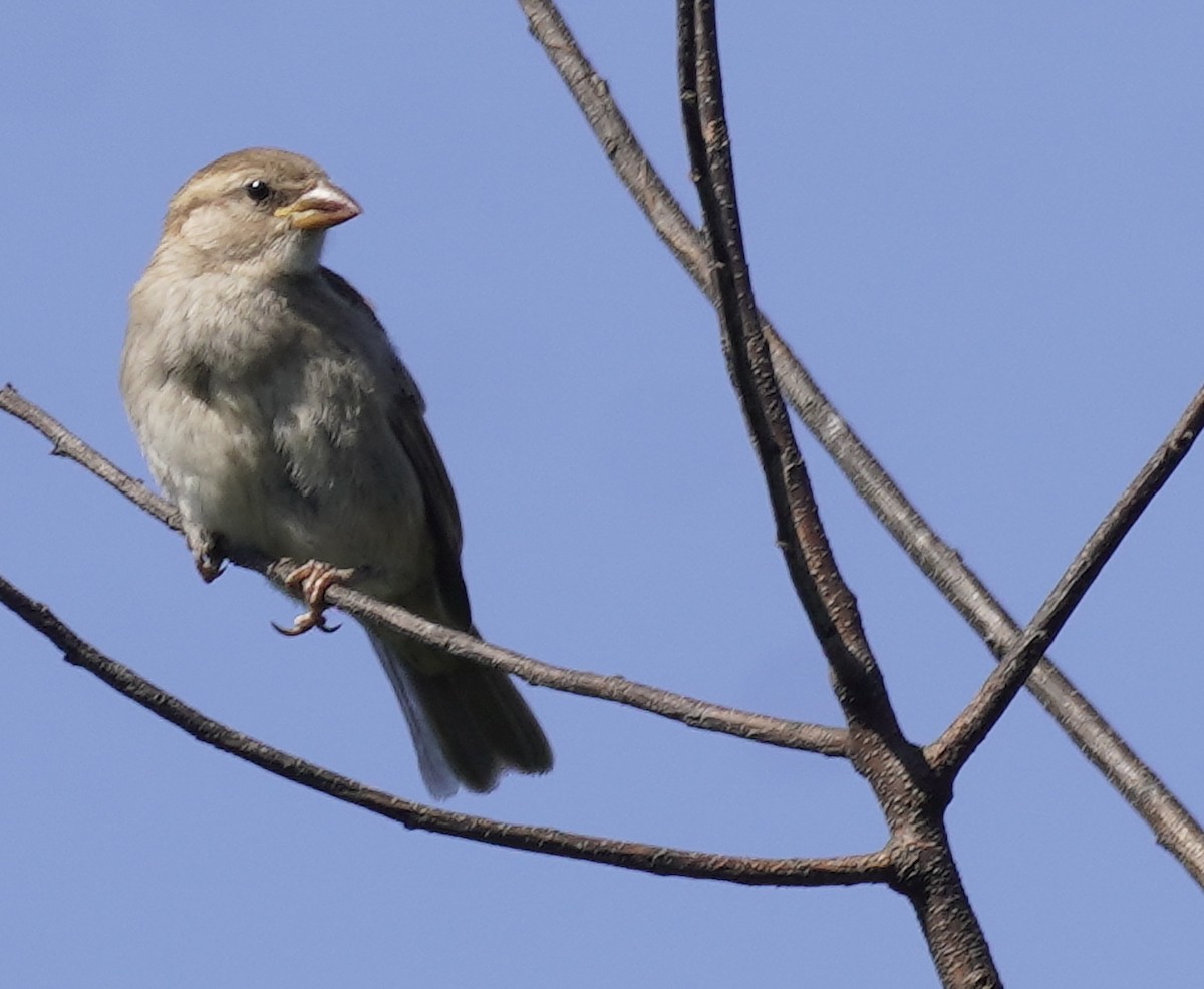 Moineau domestique - ML620600735