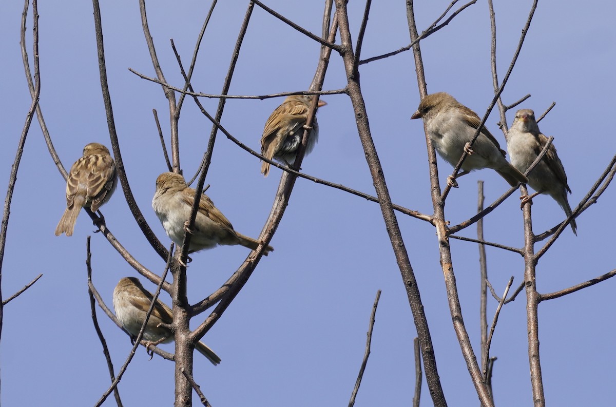 House Sparrow - ML620600737