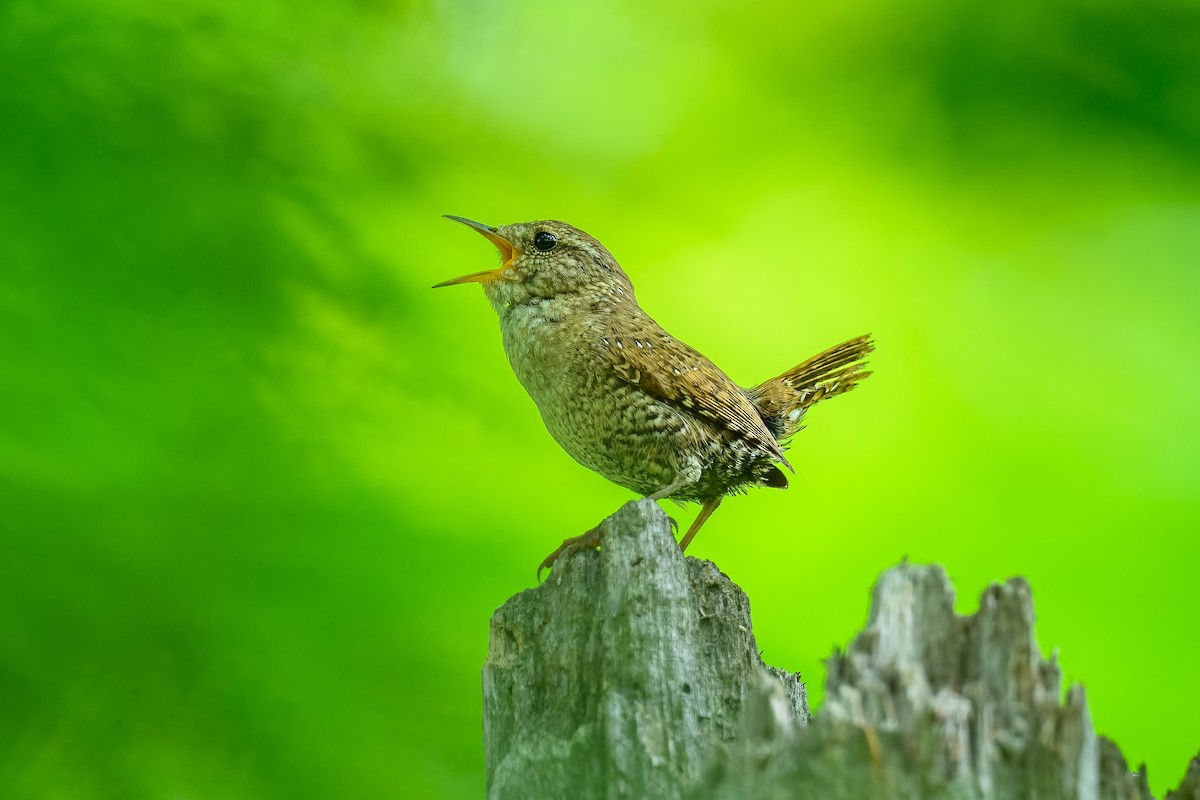 Winter Wren - ML620600739