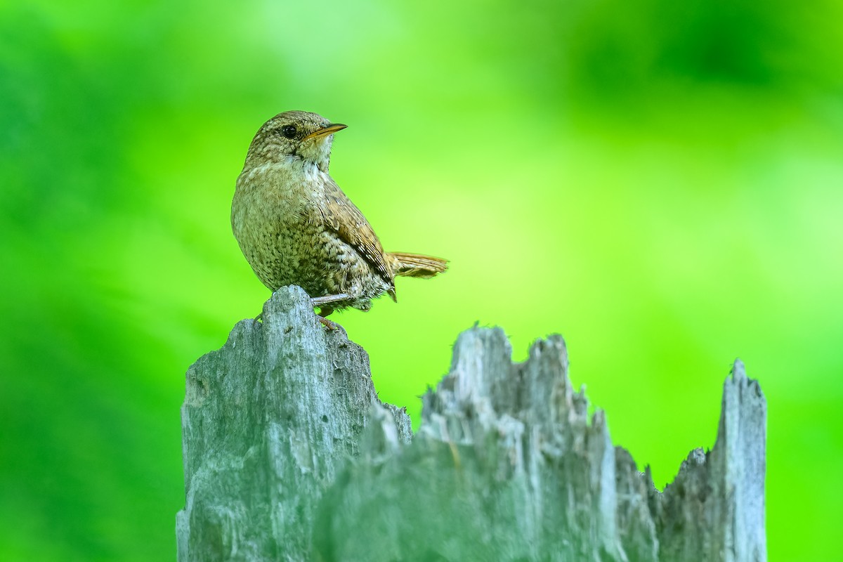 Winter Wren - ML620600740