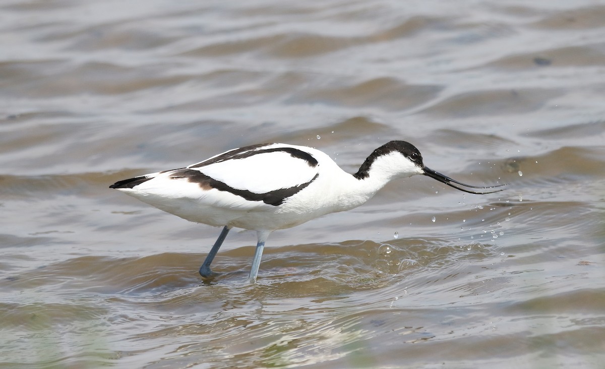 Pied Avocet - Michael  Heron