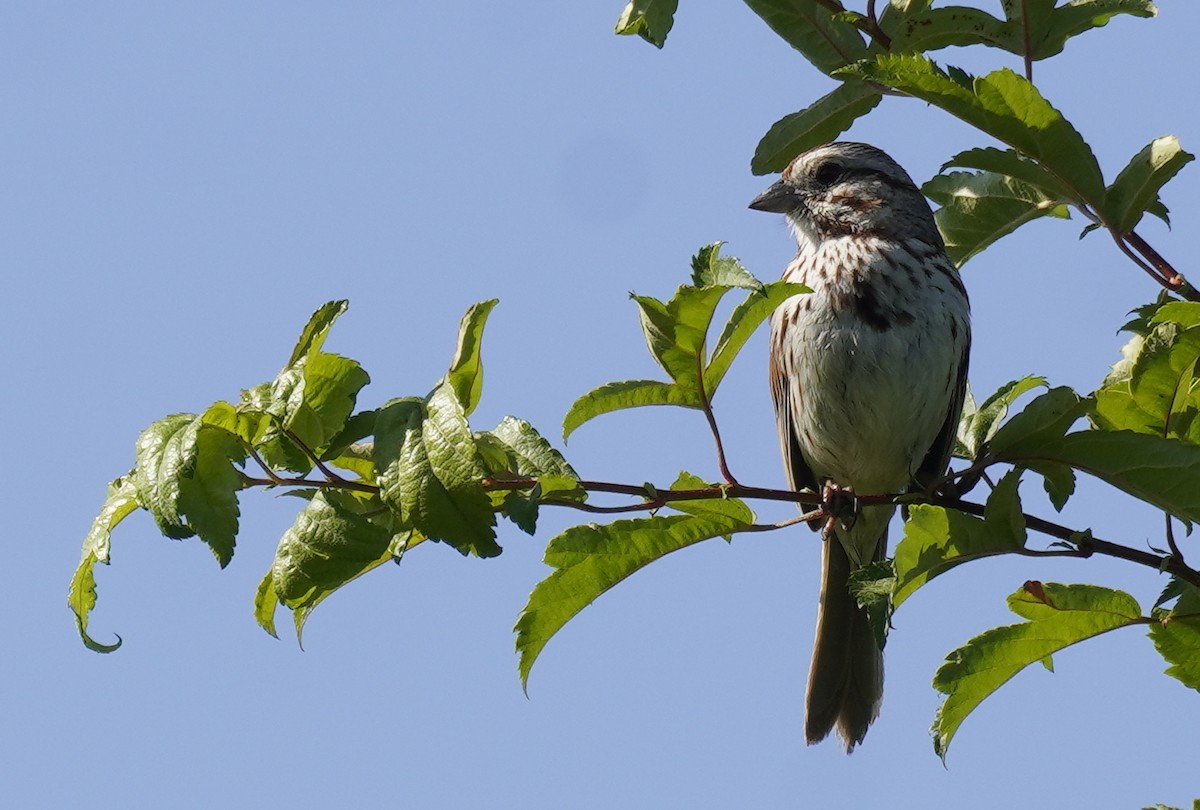 Song Sparrow - ML620600742