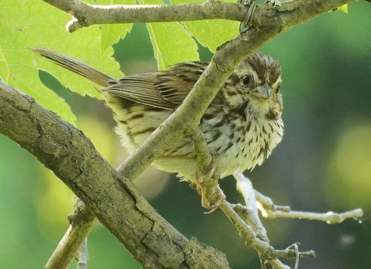 Song Sparrow - ML620600743