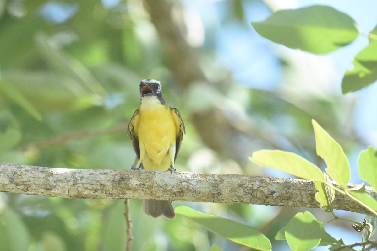 Great Kiskadee - Jerry Davis