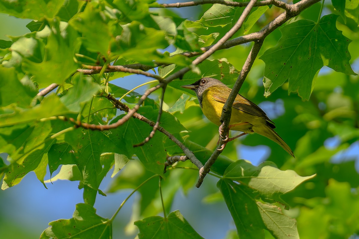 Graukopf-Waldsänger - ML620600747