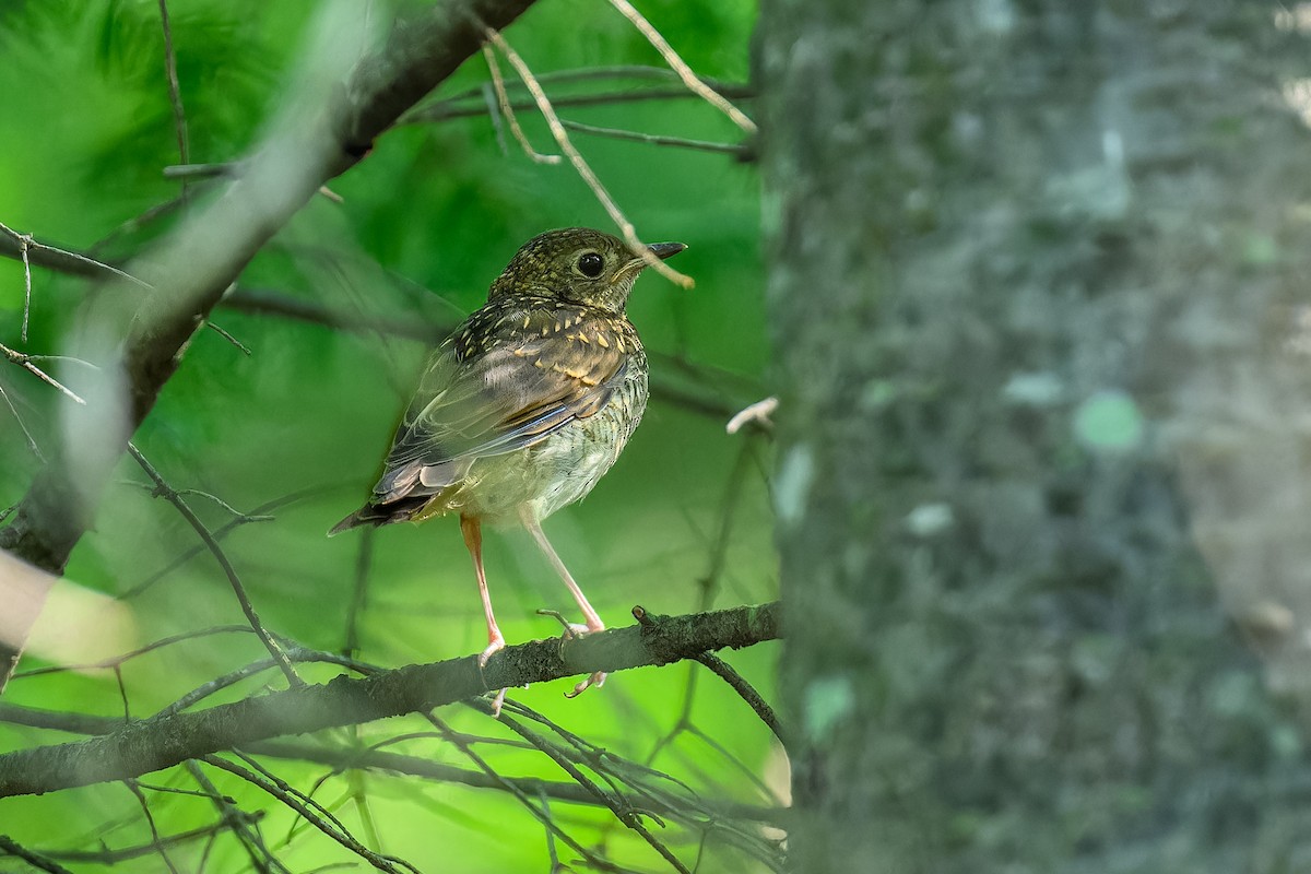 Hermit Thrush - Simon Villeneuve