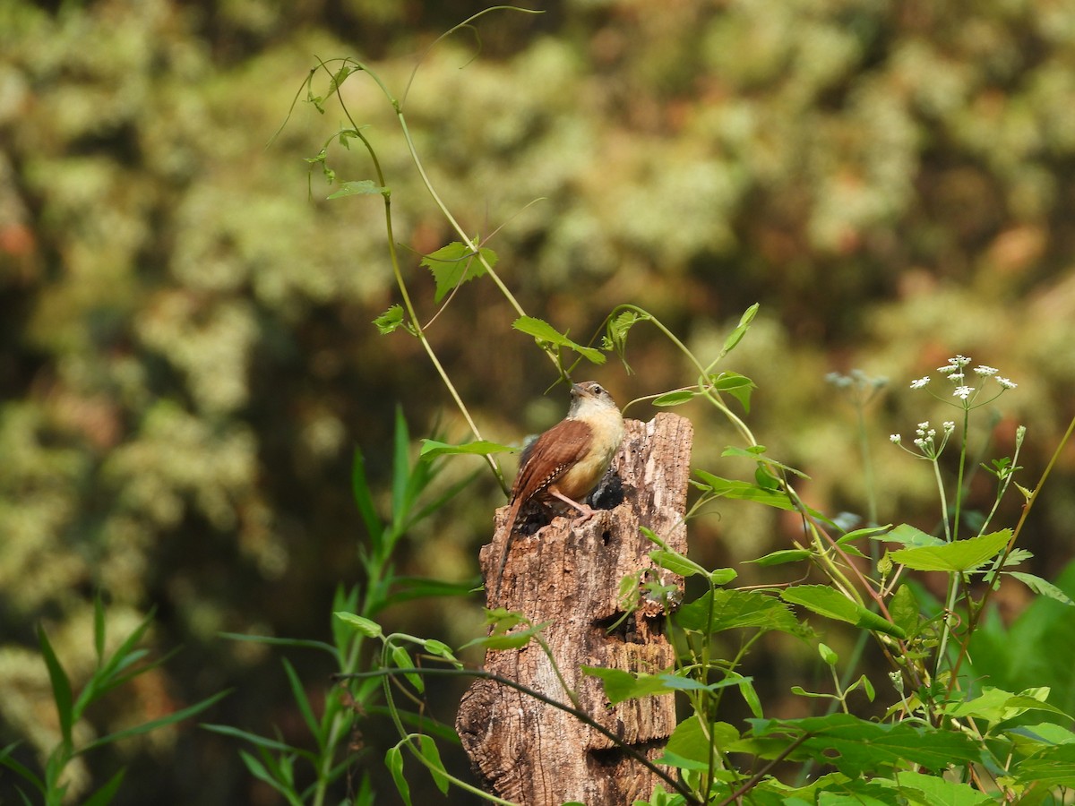 Carolina Wren - ML620600750