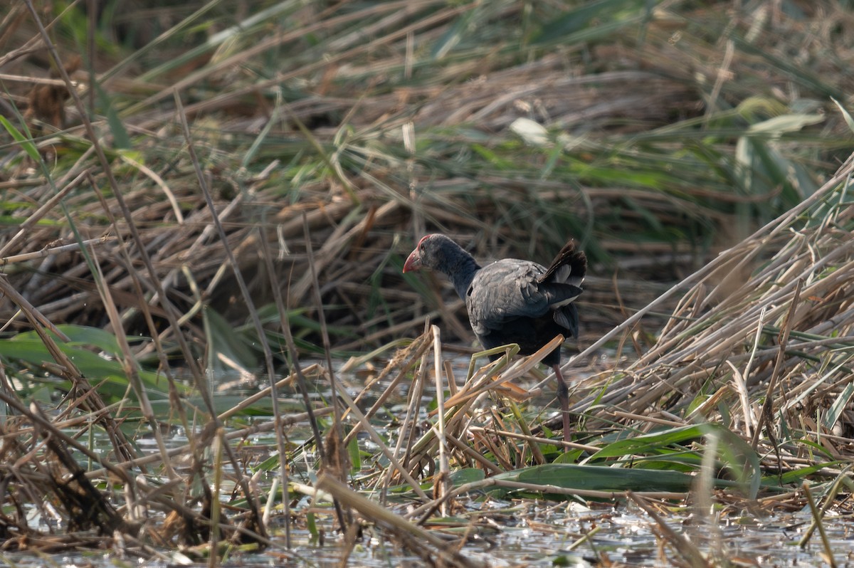 Gray-headed Swamphen - ML620600755