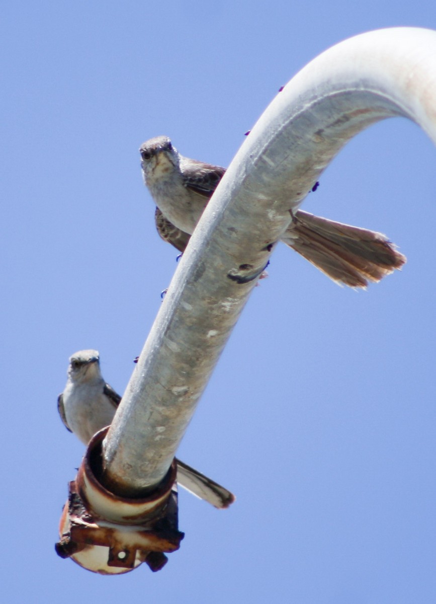 Bahama Mockingbird - ML620600763