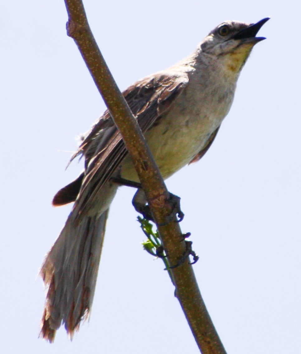 Bahama Mockingbird - ML620600764