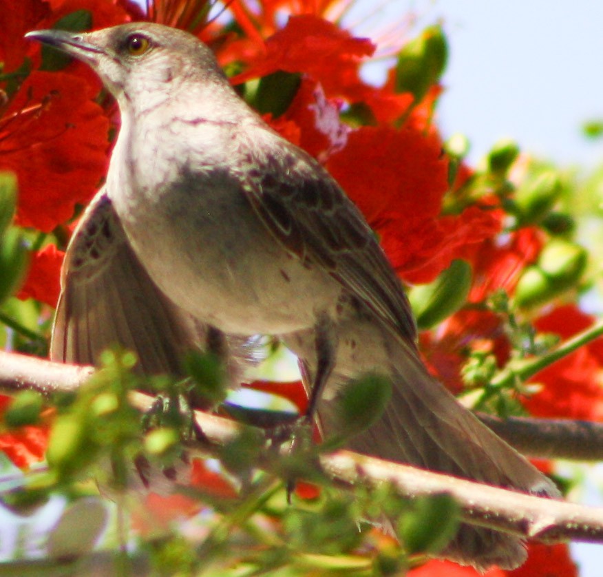 Bahama Mockingbird - ML620600765