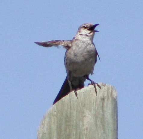 Bahama Mockingbird - ML620600769