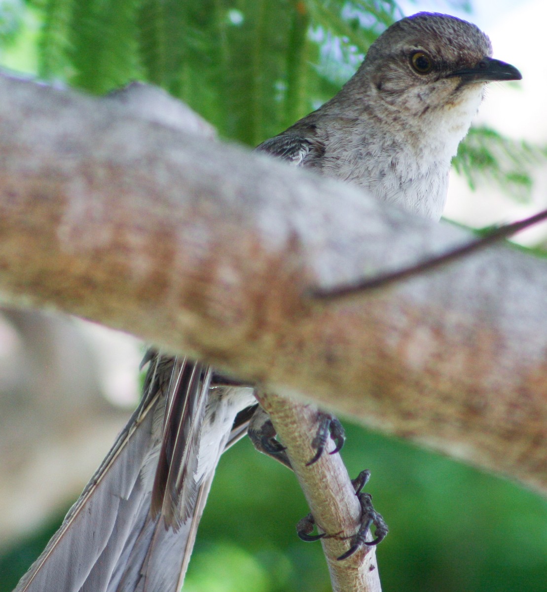 Bahama Mockingbird - ML620600770