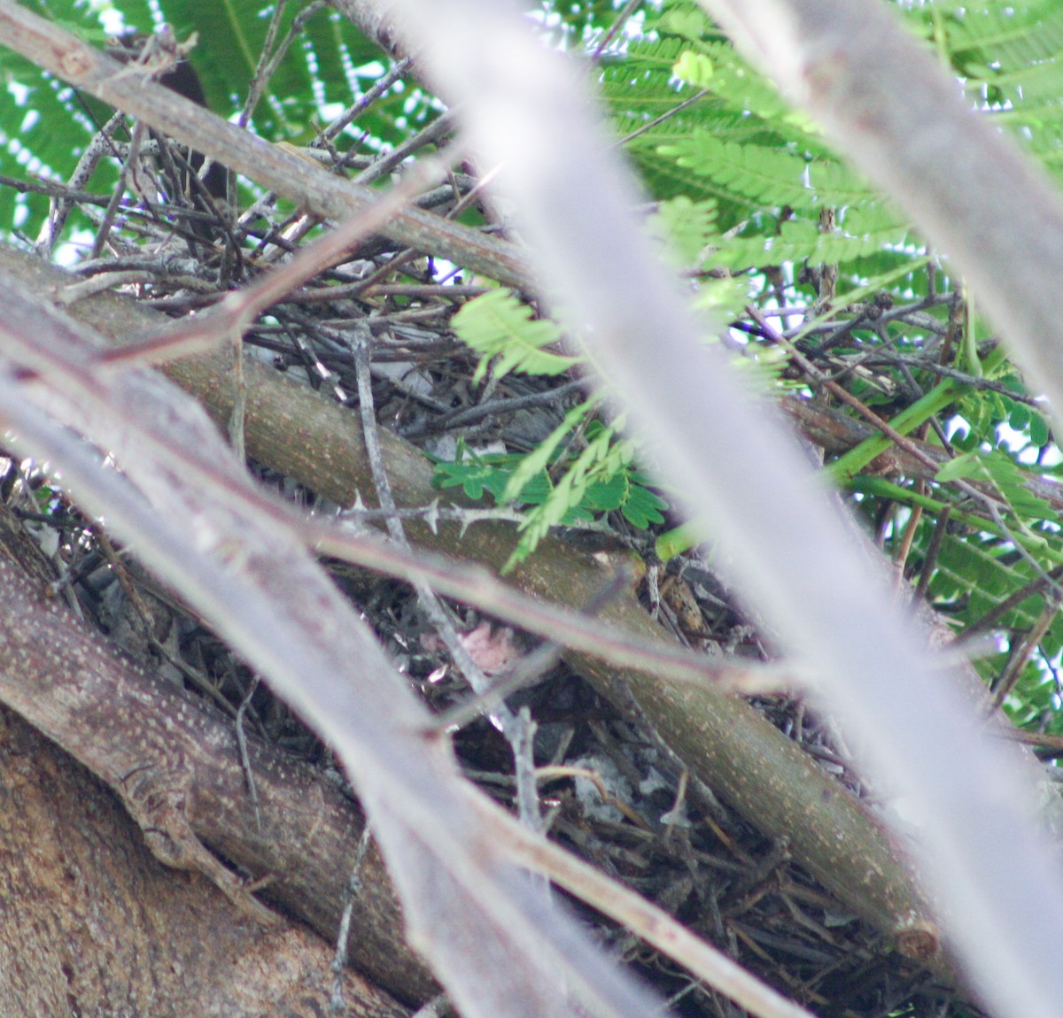 Bahama Mockingbird - ML620600771