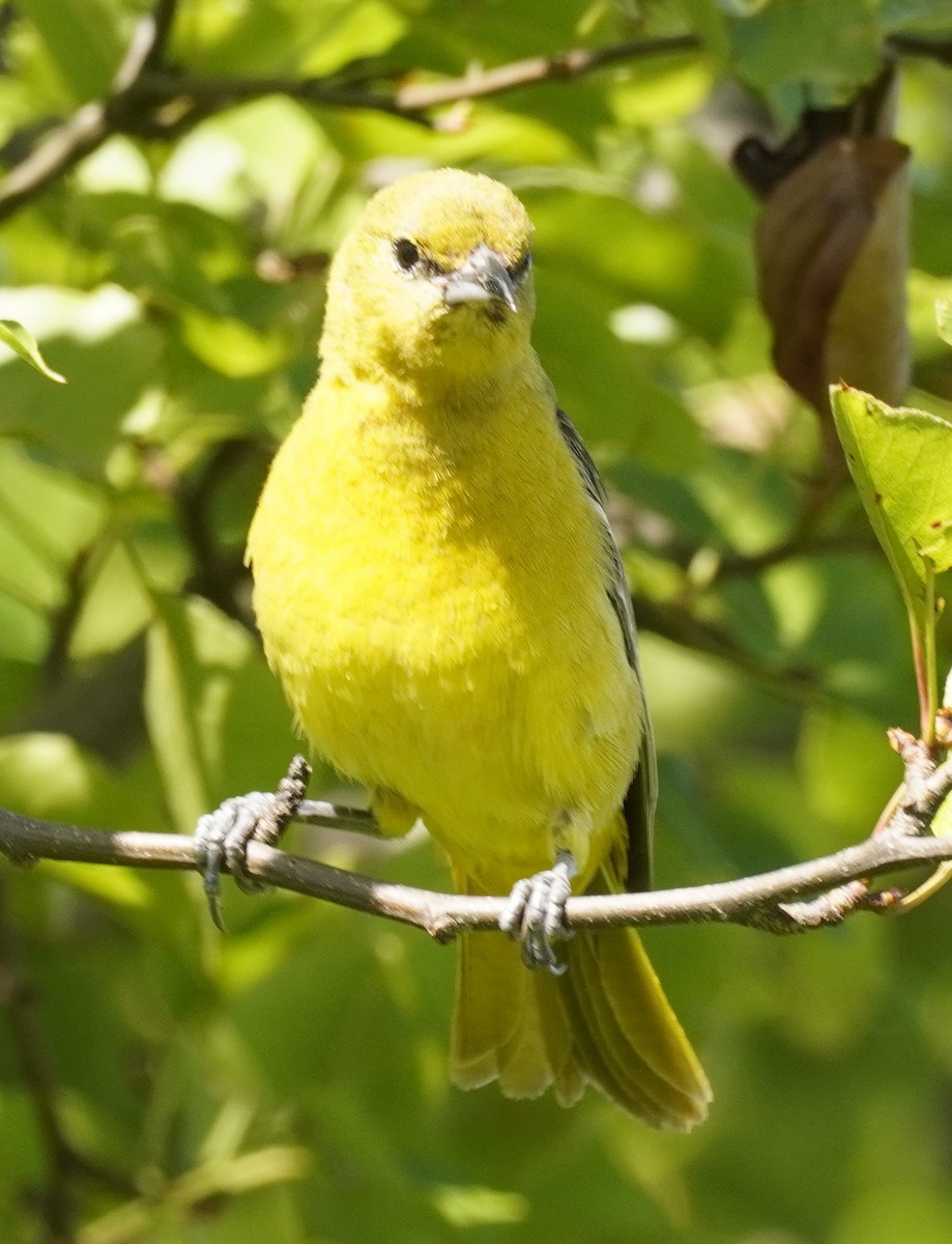 Orchard Oriole - ML620600776