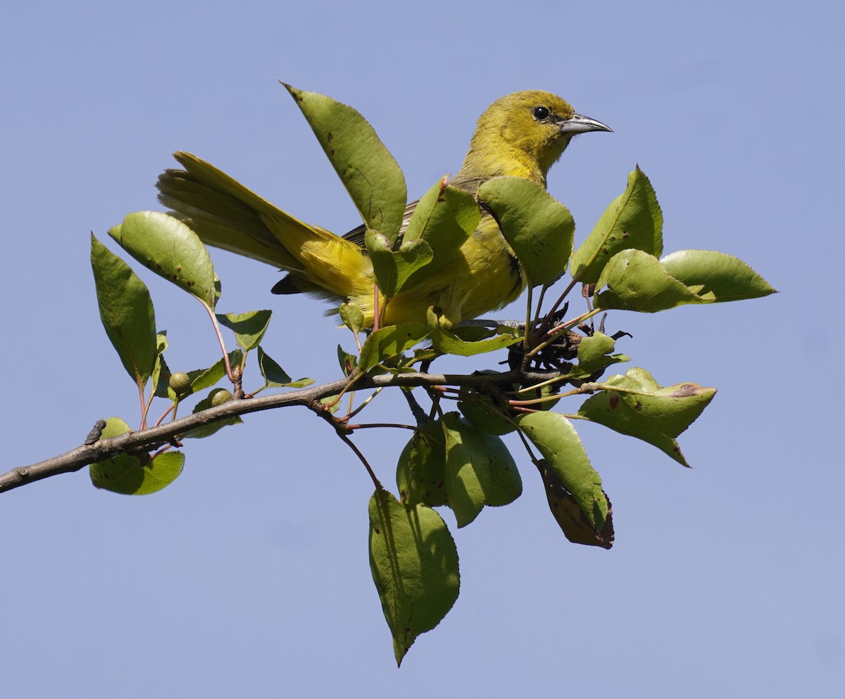Orchard Oriole - ML620600777