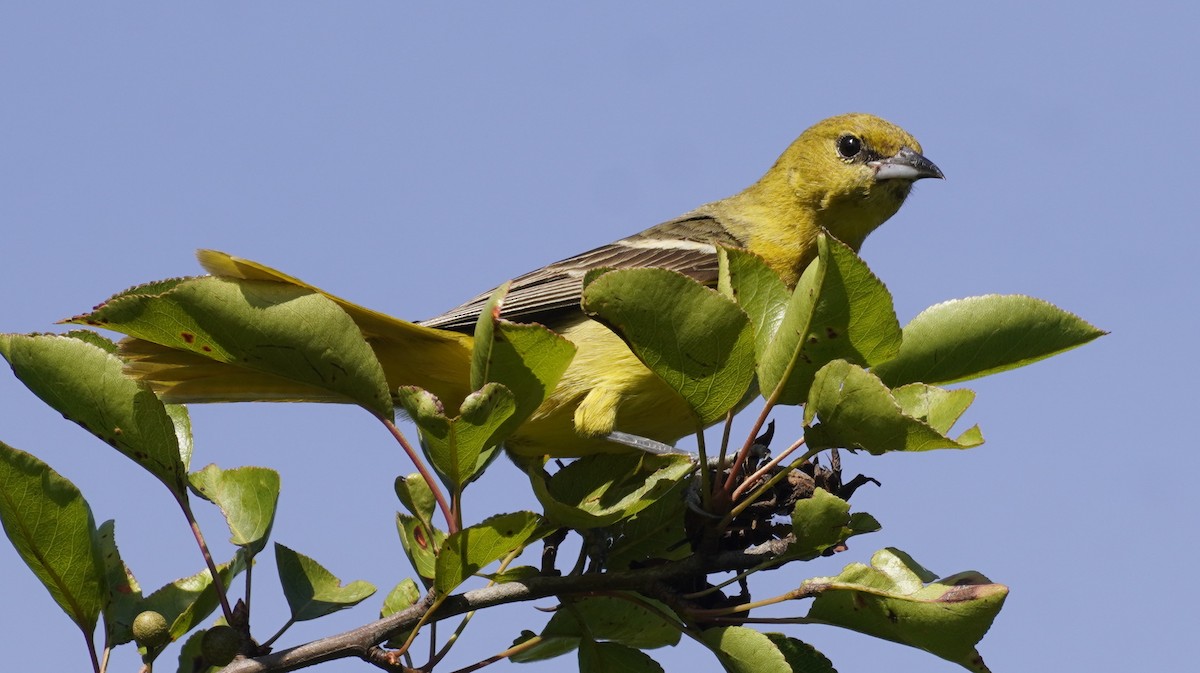 Orchard Oriole - ML620600778