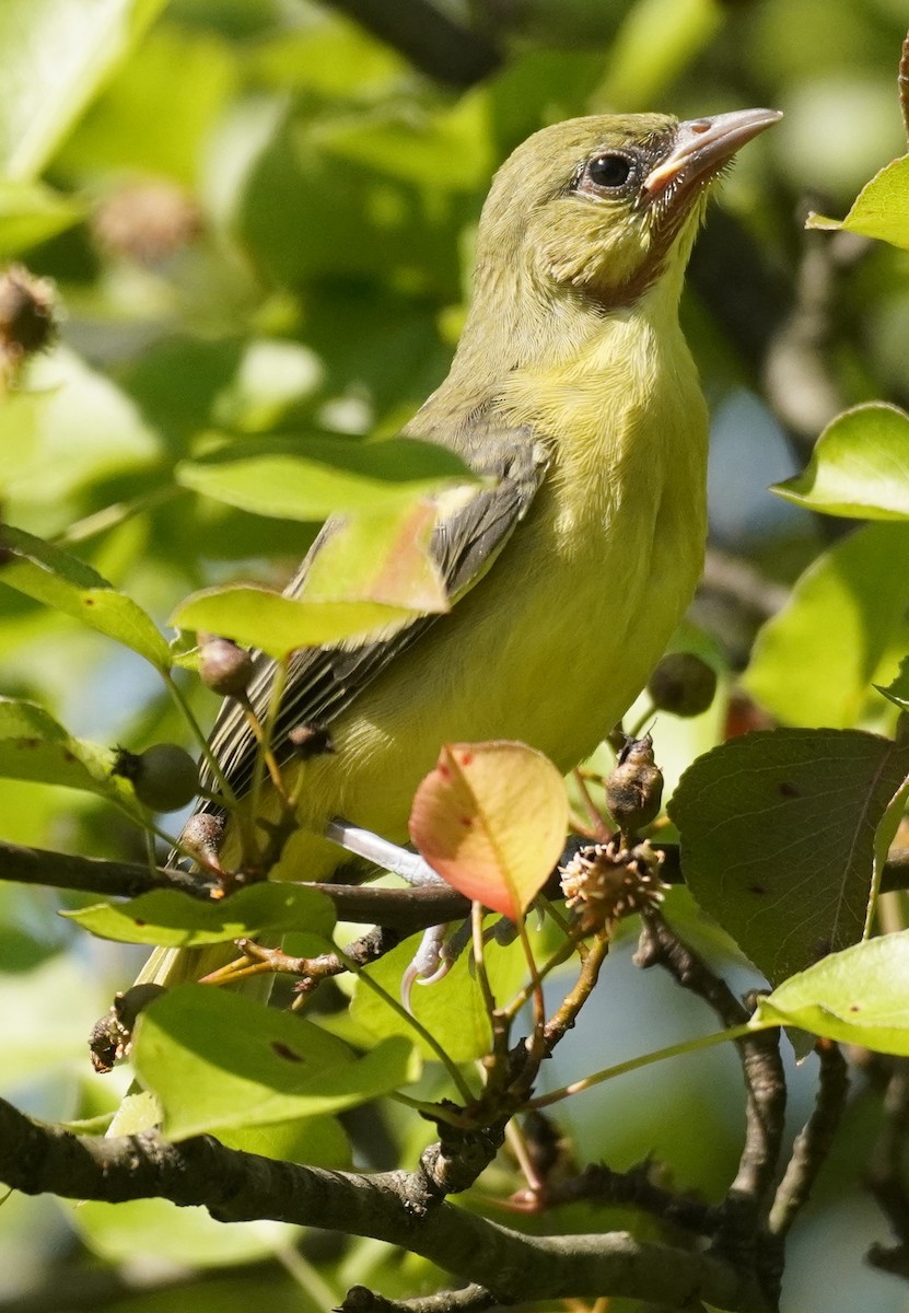 Orchard Oriole - ML620600779