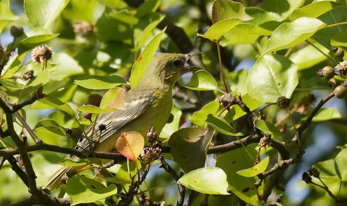 Orchard Oriole - ML620600780