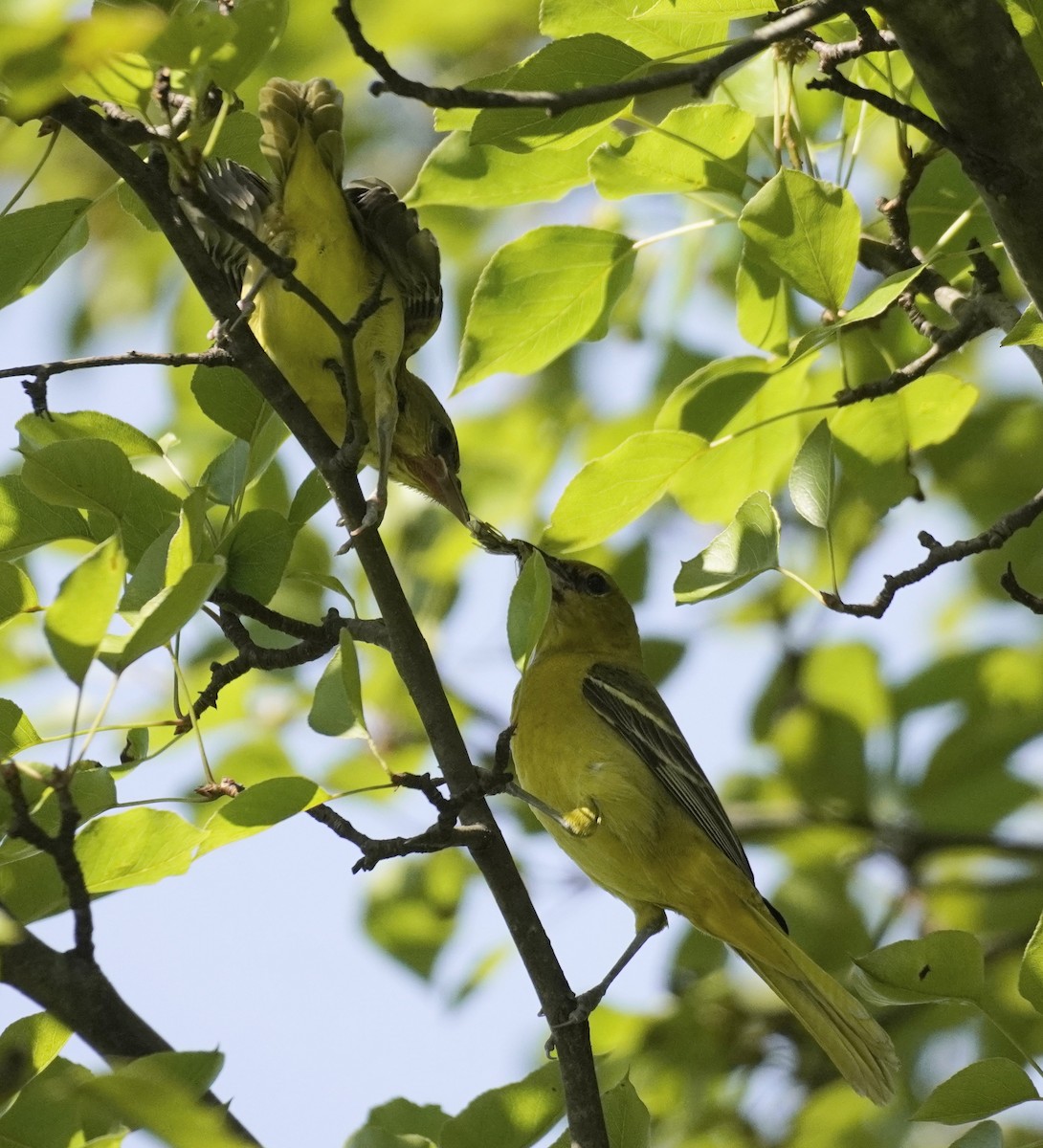 Orchard Oriole - ML620600781