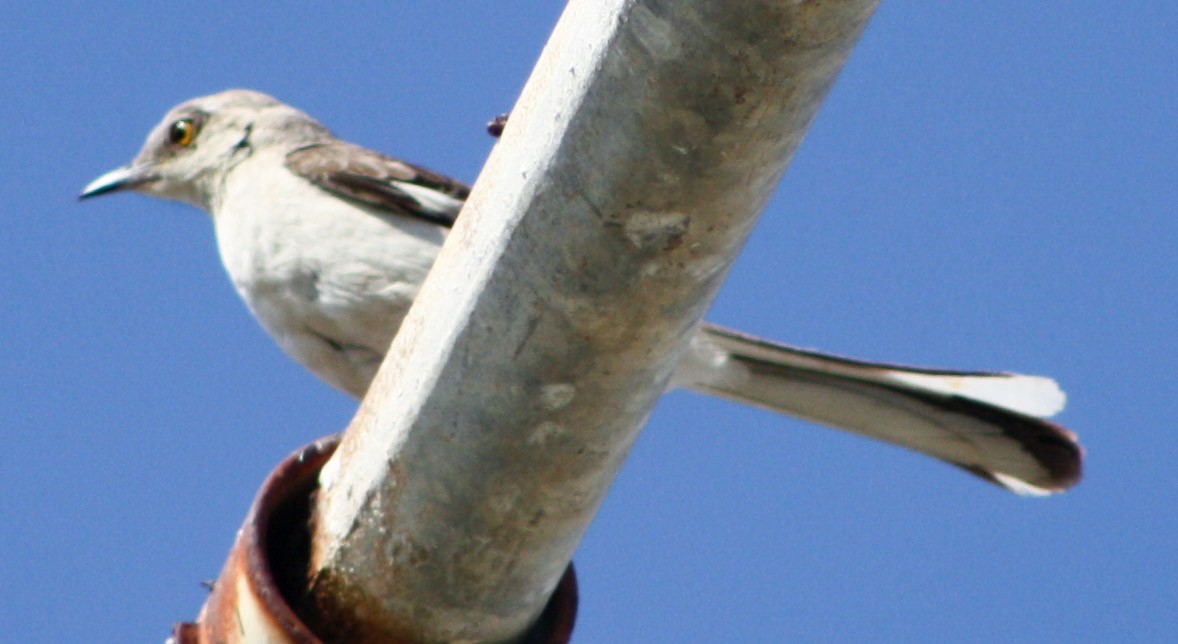 Northern Mockingbird - ML620600784