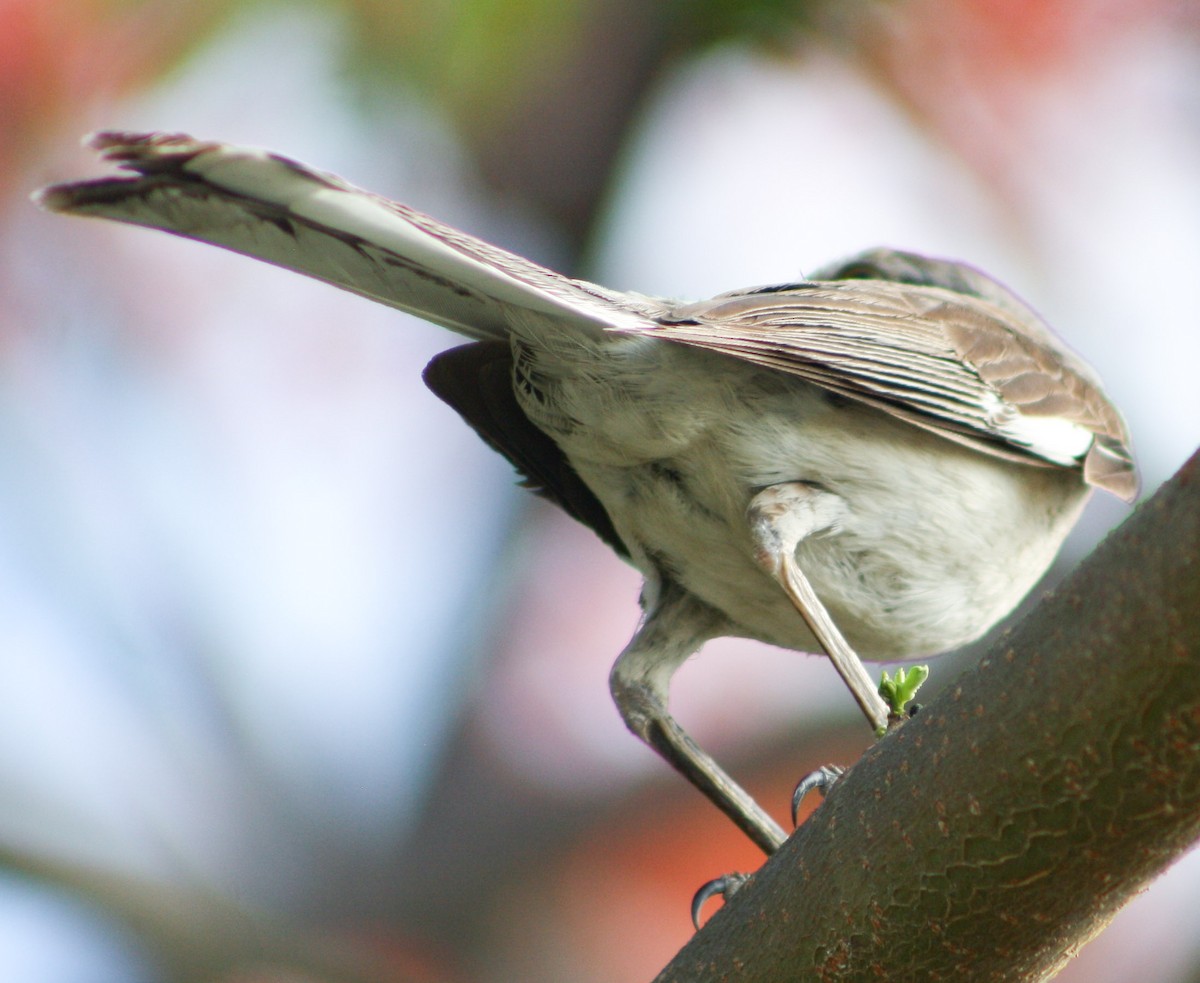 Northern Mockingbird - ML620600785