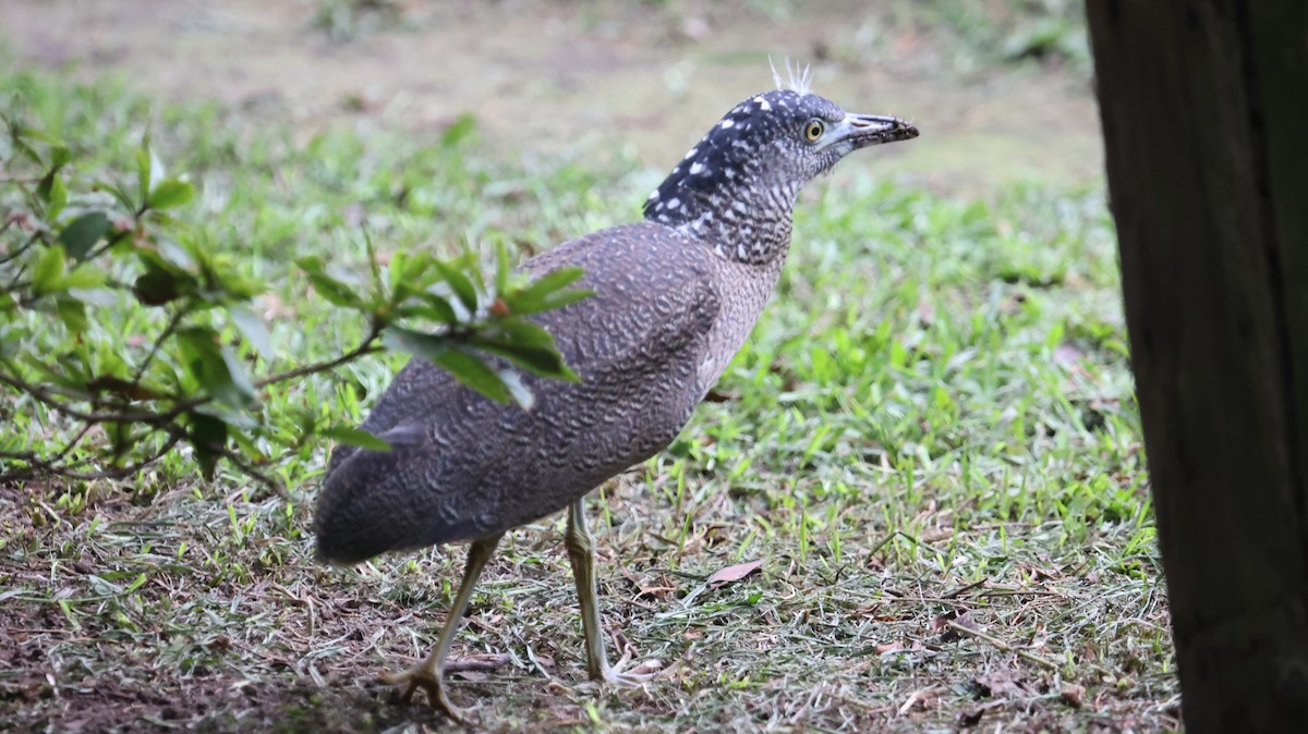 黑冠麻鷺 - ML620600788