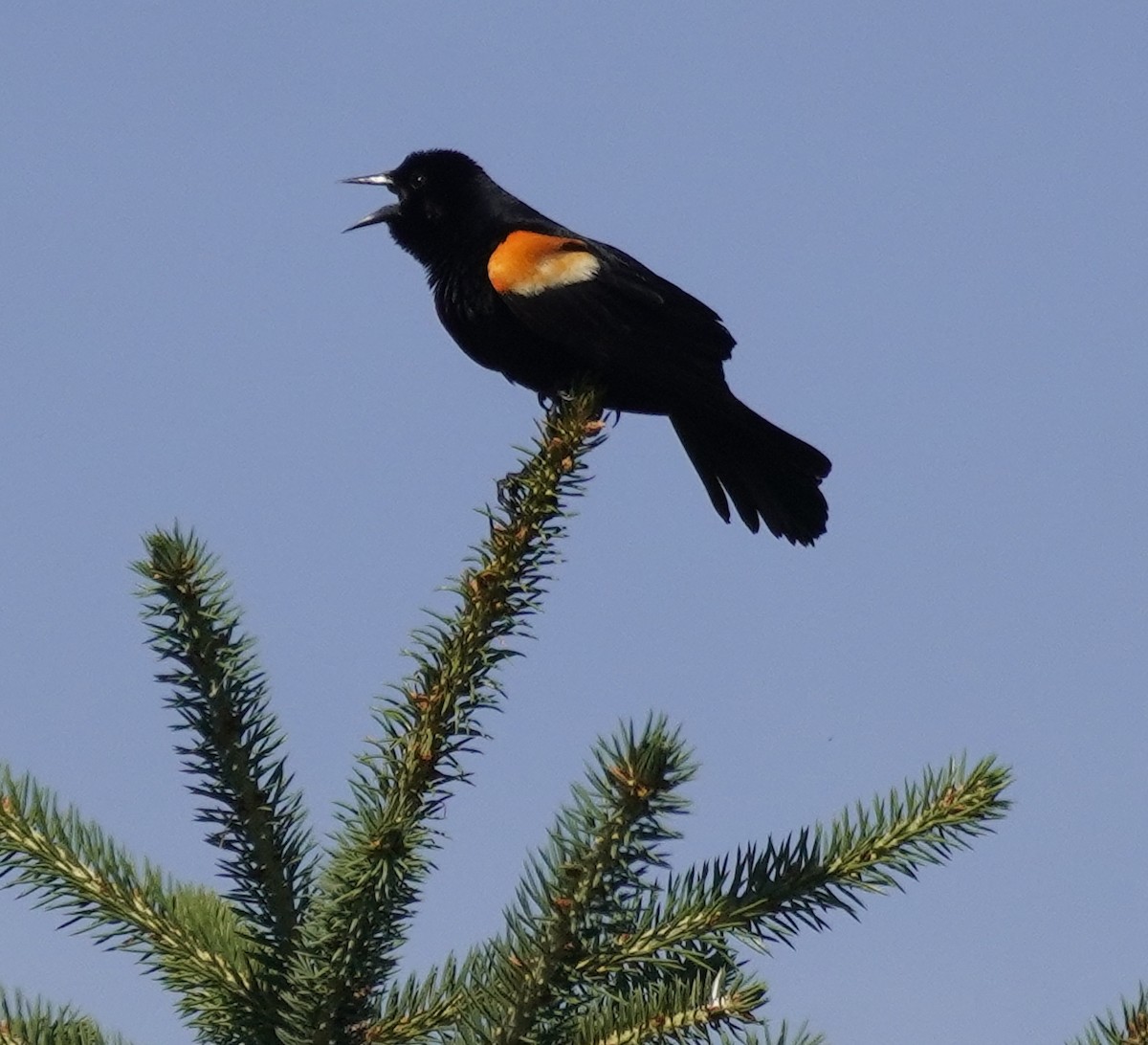 Red-winged Blackbird - ML620600789