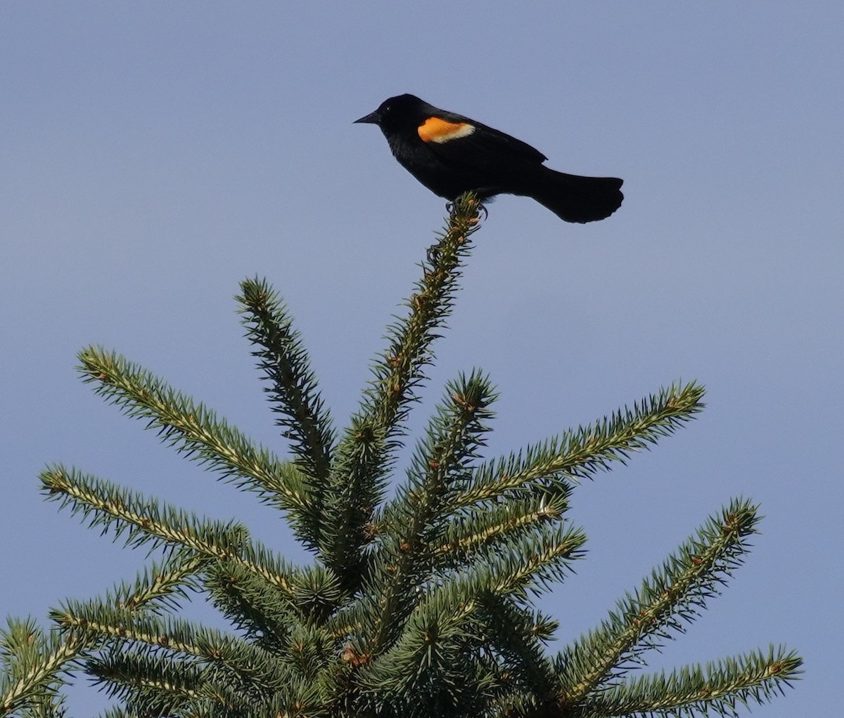 Red-winged Blackbird - Steve Warshaw