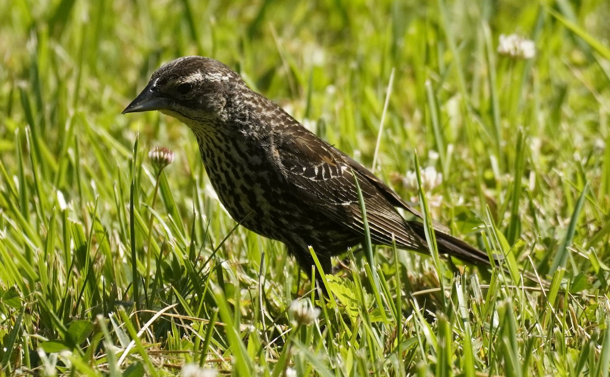 Red-winged Blackbird - ML620600791