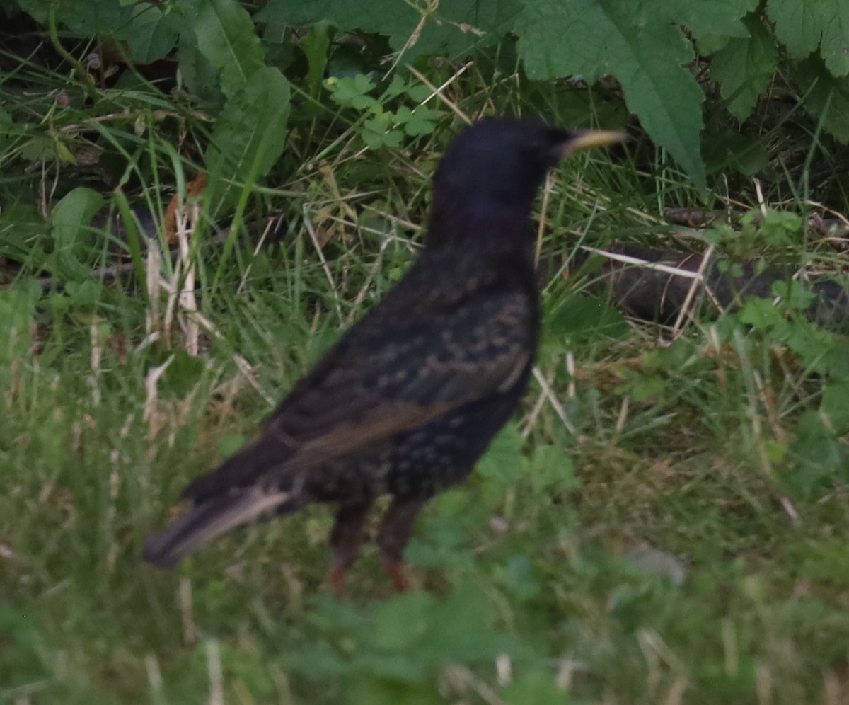 European Starling - ML620600796