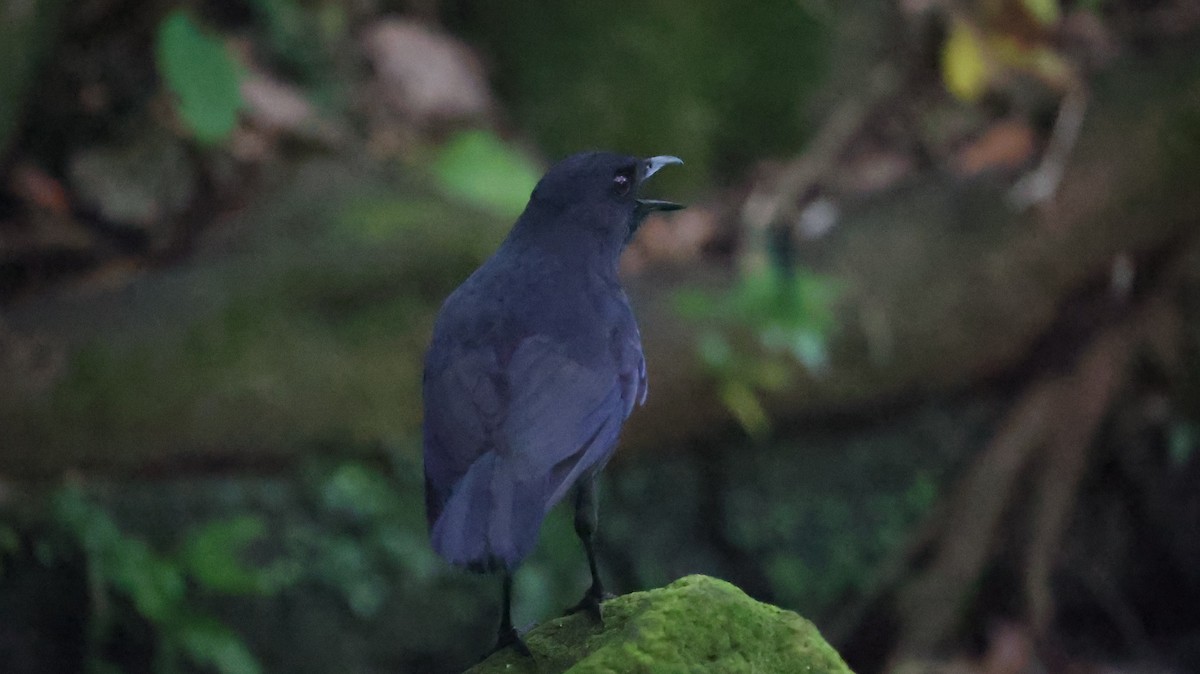 Taiwan Whistling-Thrush - ML620600798