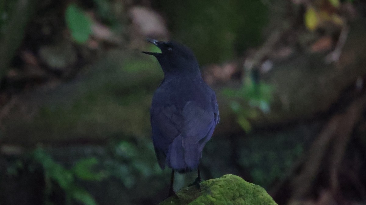 Taiwan Whistling-Thrush - ML620600802