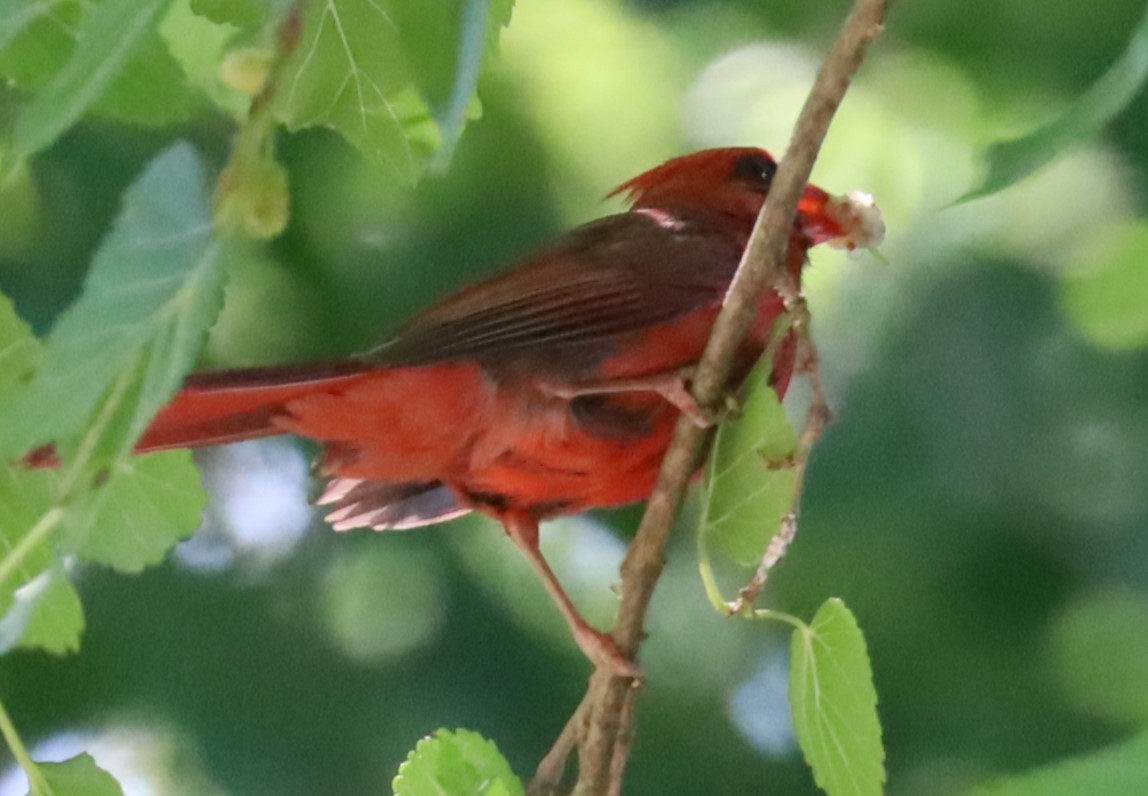 Northern Cardinal - Gautham Mohan