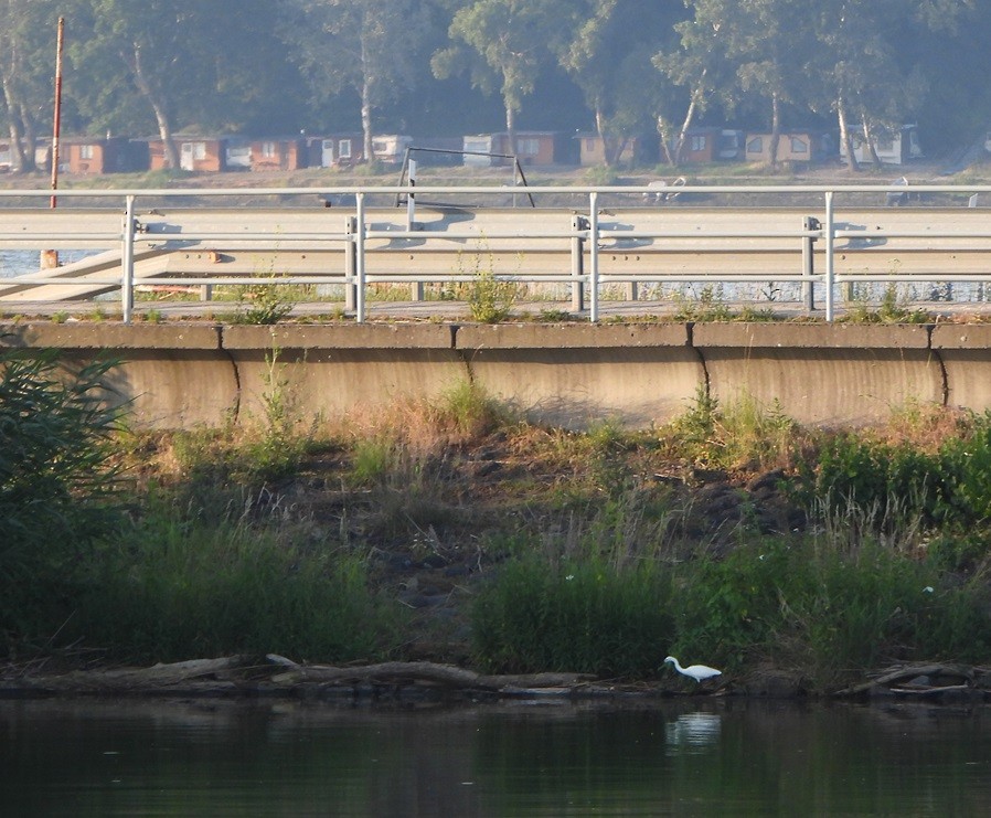 Little Egret - Jiří Šafránek