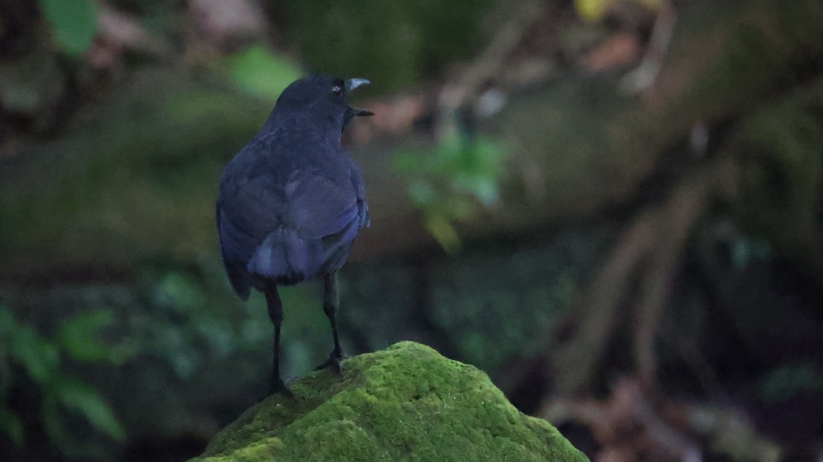Тайваньская синяя птица - ML620600807