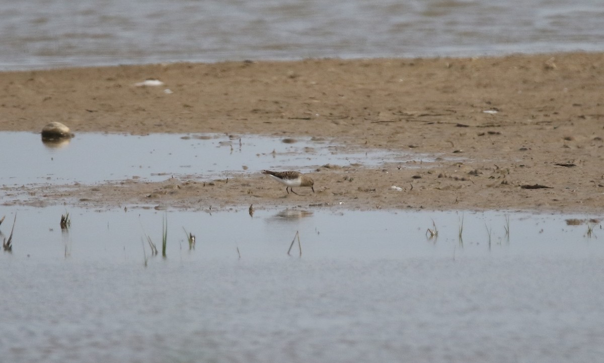 Temminck's Stint - ML620600808