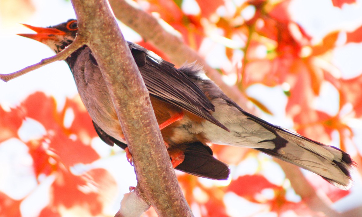 Red-legged Thrush - ML620600810