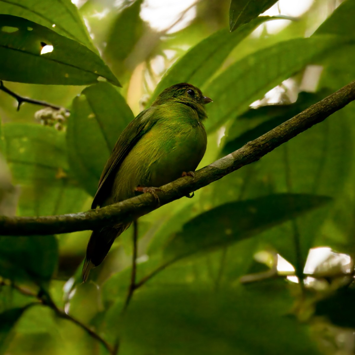 White-necked Thrush - ML620600812