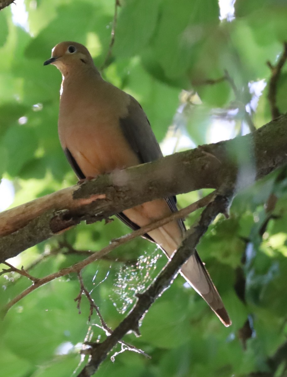 Mourning Dove - ML620600813